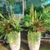 cây lưỡi hổ phối kết