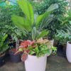 Cây cọ nhật để văn phòng