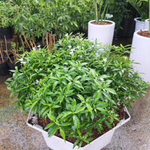 mai vạn phúc