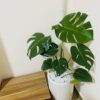 trầu bà monstera lá xẻ