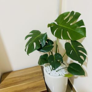 trầu bà monstera lá xẻ