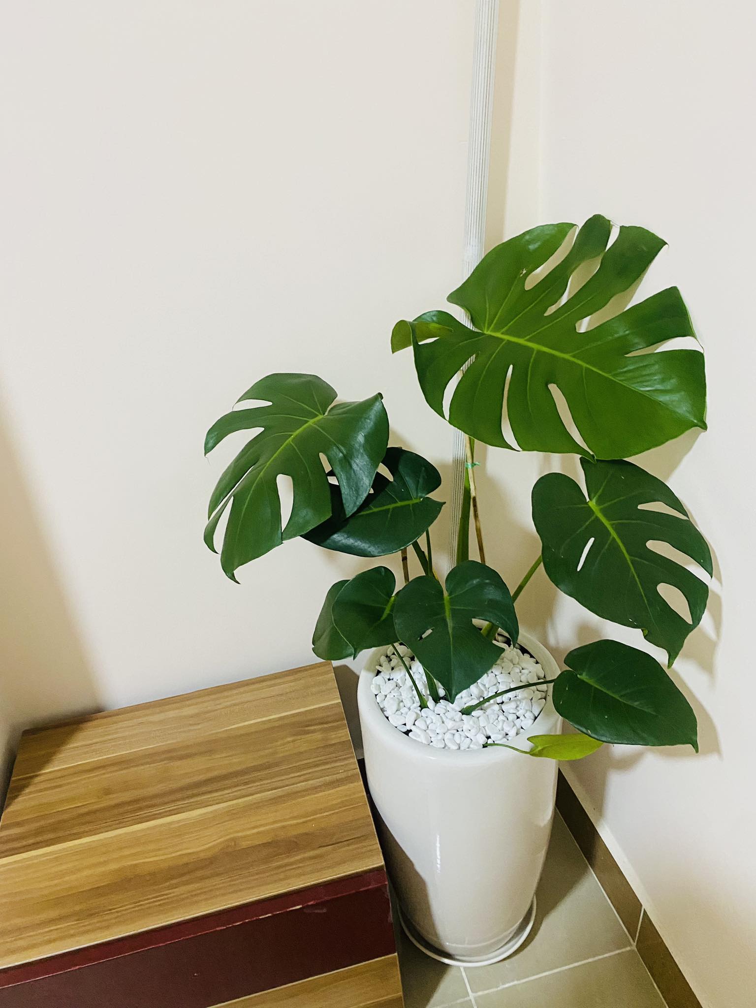 trầu bà monstera lá xẻ (1) trầu bà monstera lá xẻ