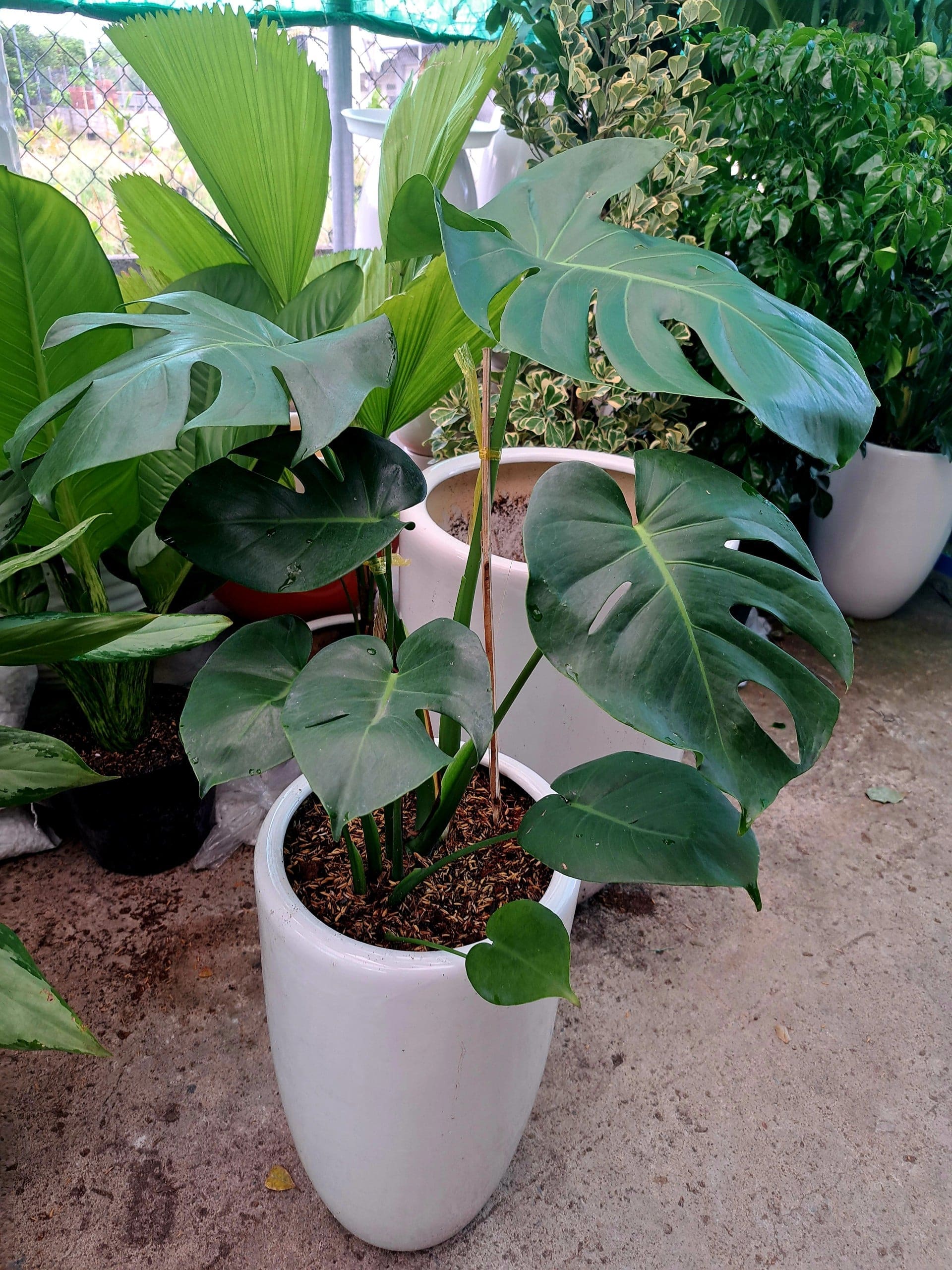 trầu bà monstera lá xẻ (2)