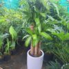 cây phát tài bộ thiết mộc lan