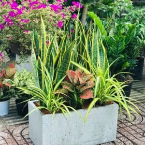 bồn cây xanh phối kết