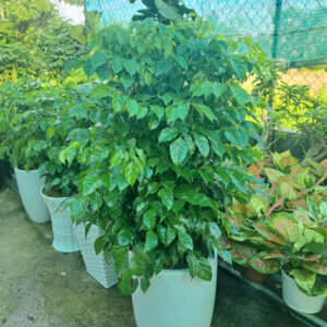 cây hạnh phúc