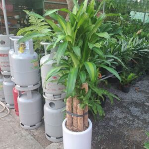 cây phát tài thiết mộc lan