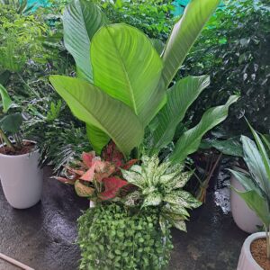 Đại phú gia mix