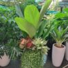Đại phú gia mix