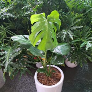Monstera