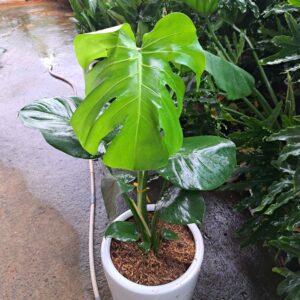 Monstera