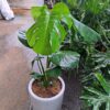 Monstera