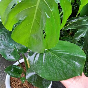 Monstera