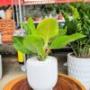 đế vương vàng