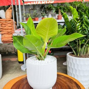 đế vương vàng