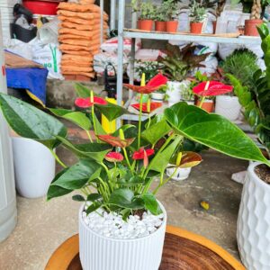 hồng môn