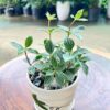hột xoàn 115k