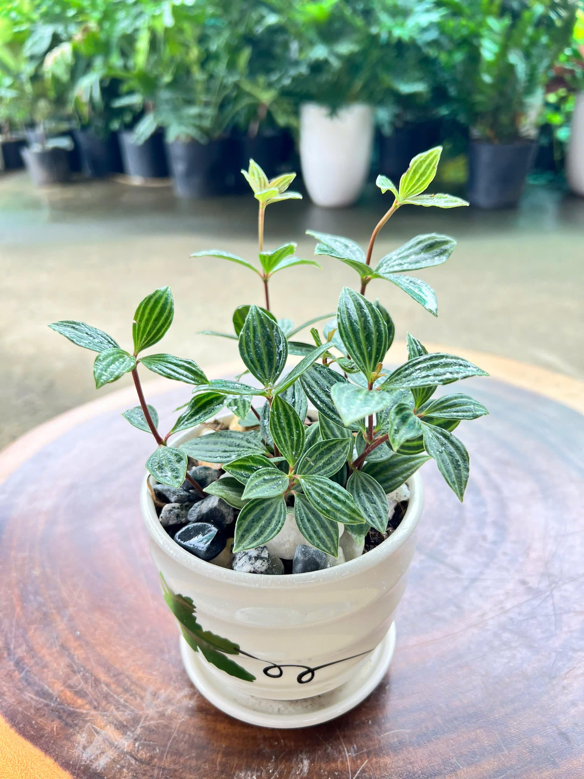 hột xoàn 115k hột xoàn 115k