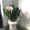 kim tiền chậu nhựa