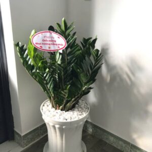 kim tiền chậu nhựa
