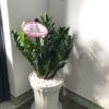 kim tiền chậu nhựa