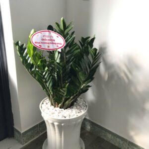 kim tiền chậu nhựa
