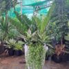 kim tiền mix ngọc ngân