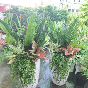 kim tiền mix sứ