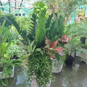 kim tiền mix sứ