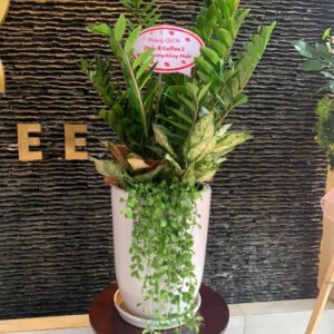 kim tiền mix sứ
