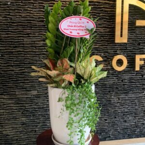 kim tiền mix sứ