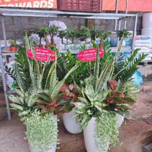 lưỡi hổ mix