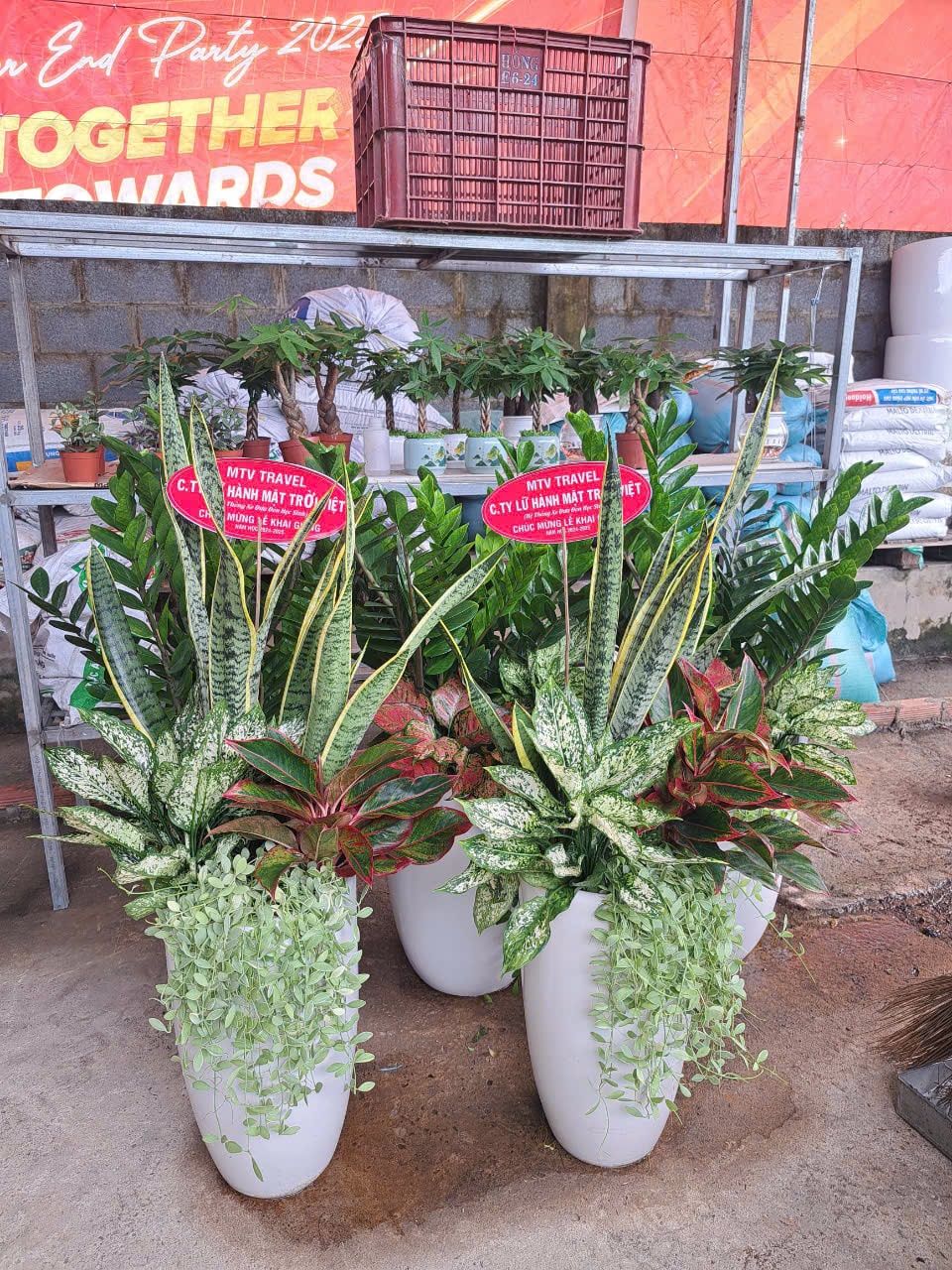 lưỡi hổ mix lưỡi hổ mix