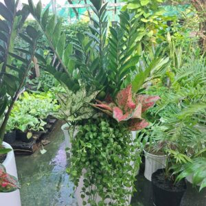 kim tiền mix sứ