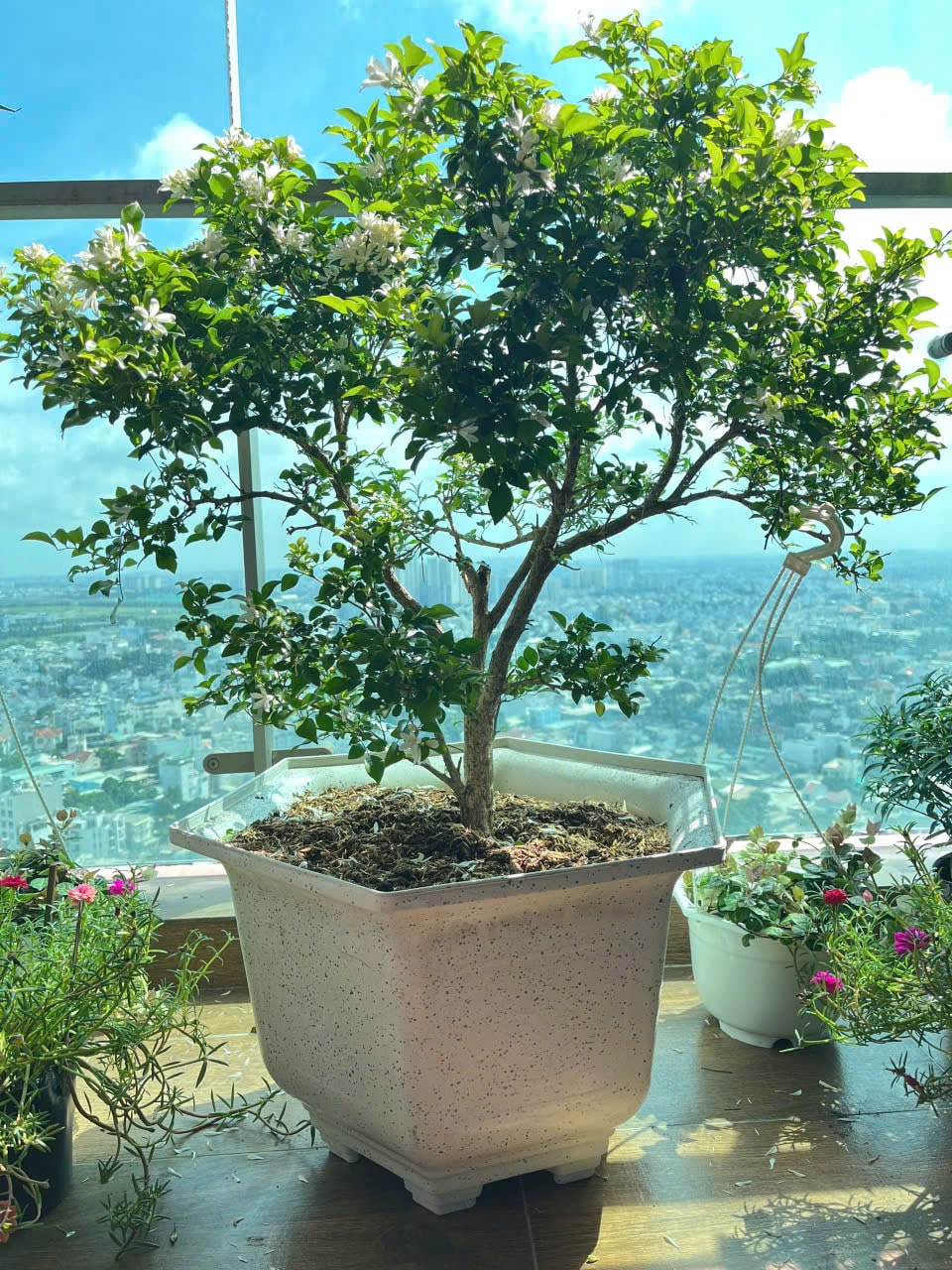 nguyệt quế nguyệt quế