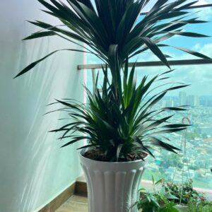 phát tài núi