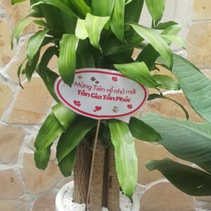 thiết mộc lan
