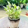 trầu bà cẩm thạch