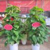 trầu bà cột