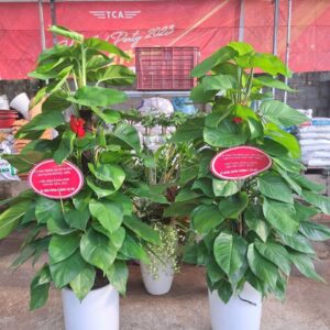 trầu bà cột