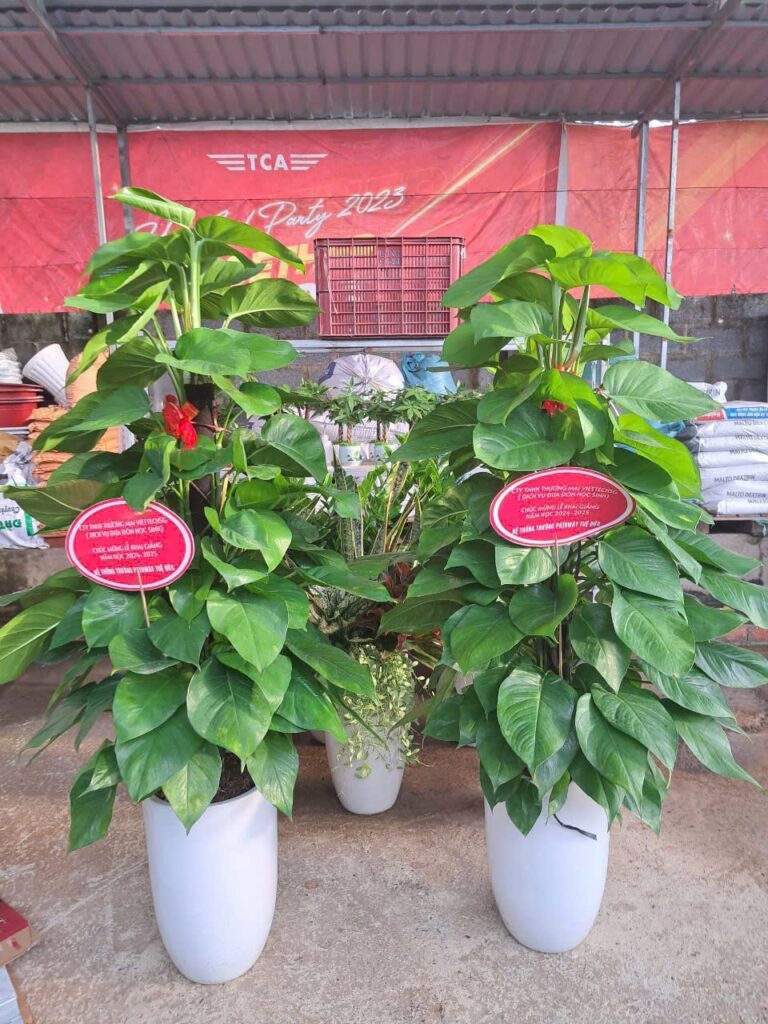 trầu bà cột