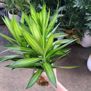 trúc bách hợp thuỷ sinh