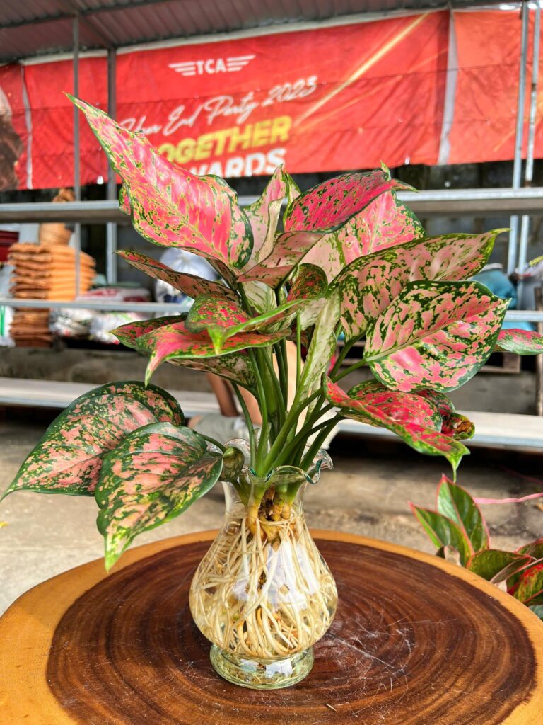vạn lộc đỏ thuỷ sinh
