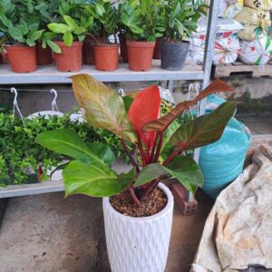 Đế vương đỏ