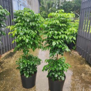 cây hạnh phúc 2 tầng