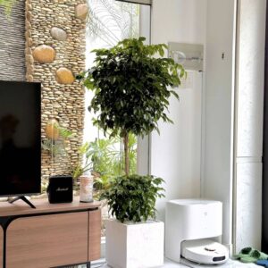 cây hạnh phúc 2 tầng