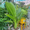 cây chuối rẻ quạt