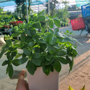 cây ngũ gia bì