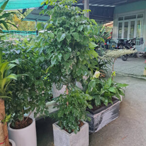 cây hạnh phúc 2 tầng