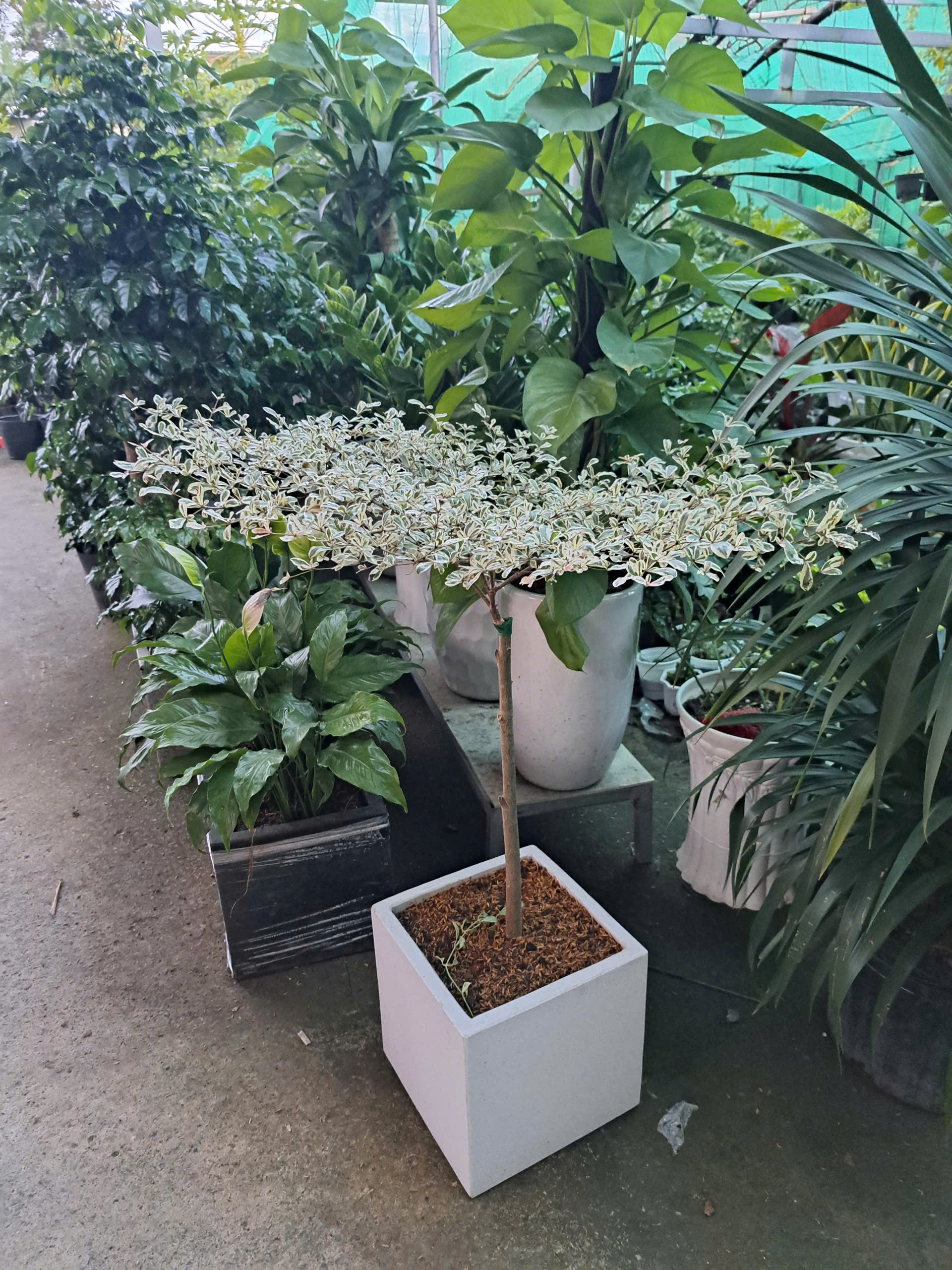 Cây ngoài trời